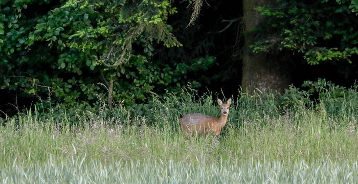 Reh im Wald