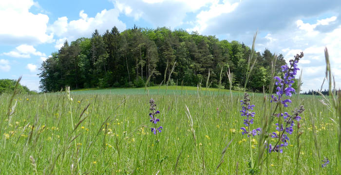 Schutzgebiet Süüstallchäpfli © Sonja Falkner