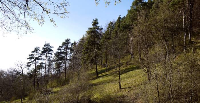 Naturschutzgebiet ​Chörblihaalde