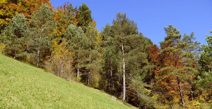 Naturschutzgebiet Chrummhaalde © Pro Natura Schaffhausen