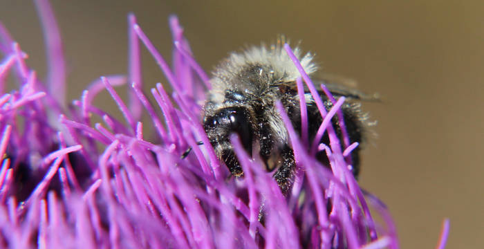 Hummel Fotowettbewerb Natur Knips