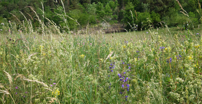 Laadel_Magerweise_head_cr_Pro_Natura_Schaffhausen