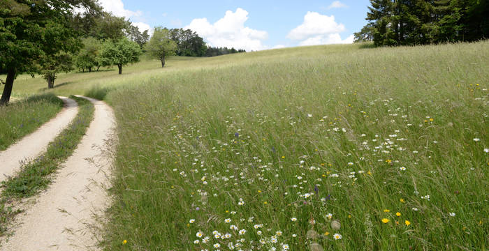 Magerwiese Randen