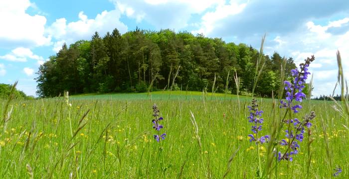 Naturschutzgebiet Süüstallchäpfli-Fuchsacker