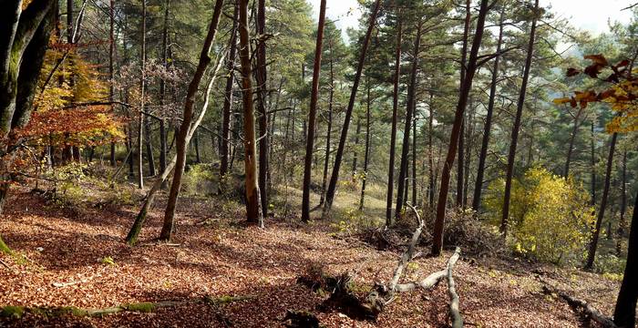 Schutzgebiet_Laadel_2016_Wald_cr_Pro_Natura_Schaffhausen