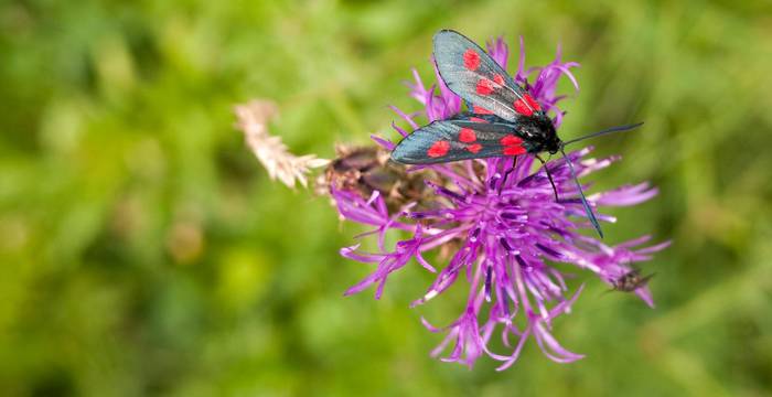 Widderchen © Pro Natura