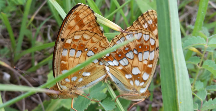 Feuriger Perlmutterfalter (Argynnis adippe) © Pro Natura Schaffhausen