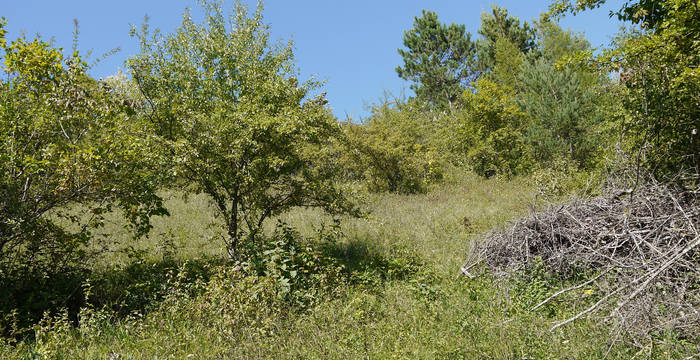 Asthaufen auf Trockenwiese