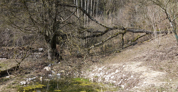 Weiher im Schutzgebiet