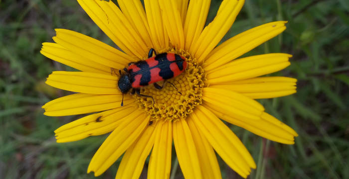 Bienenwolf (Trichodes alvearius) © Pro Natura Schaffhausen