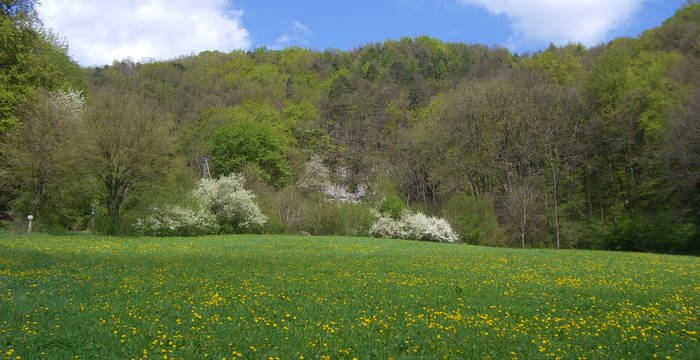 Blumenwiese