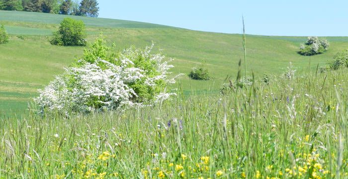 Blumenwiese im Chiibacker