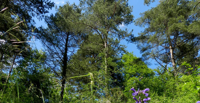 Blumenwiese mit Wiesen Salbei (Salvia pratensis) vor lichtem Föhrenwald