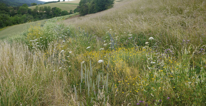 Buntbrache