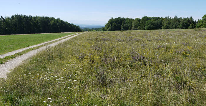 Buntbrache Kreuzweg