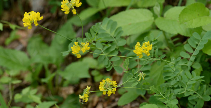 Berg-Kronwicke (Coronilla coronata)