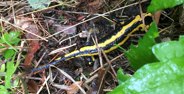Feuersalamander (Salamandra salamandra) © Pro Natura Schaffhausen