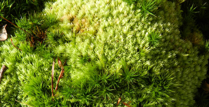 Gemeines Weissmoos (Leucobryum glaucum) © Pro Natura Schaffhausen