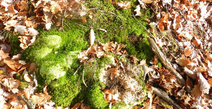 Gemeines Weissmoos (Leucobryum glaucum) © Pro Natura Schaffhausen