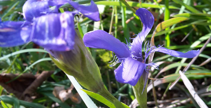 Gewöhnlicher Fransenenzian (Gentiana ciliata)