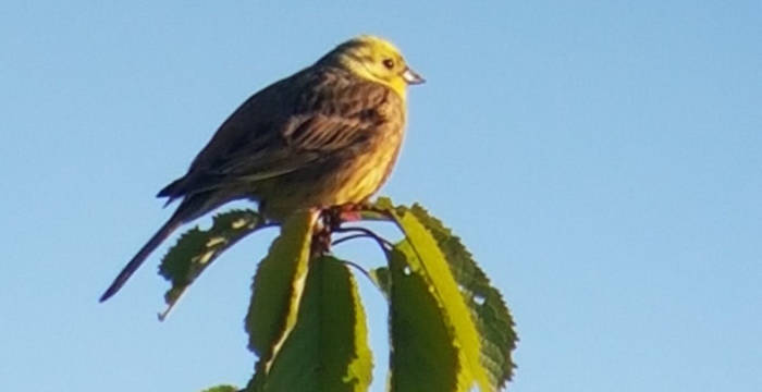 Goldammer (Emberiza Citrinella)