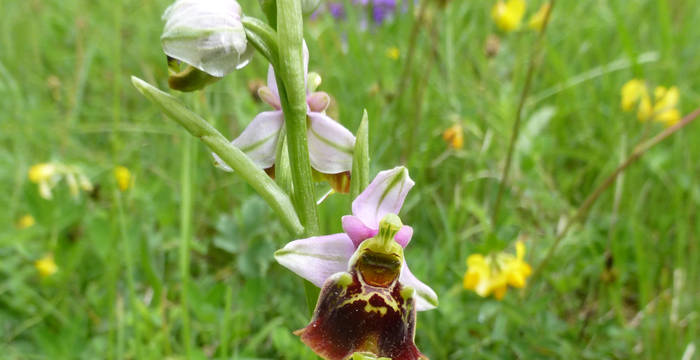 Hummel-Ragwurz (Ophrys holosericea)  © Pro Natura Schaffhausen