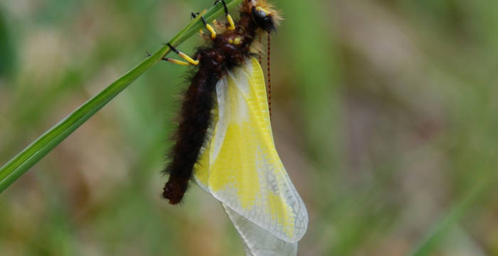 Libellen-Schmetterlingshaft (Libelloides coccajus)