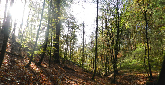 Lichter Frühlingswald © Pro Natura Schaffhausen
