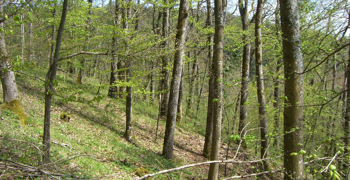 Lichter Wald Tüüfels-Chuchi © Pro Natura Schaffhausen