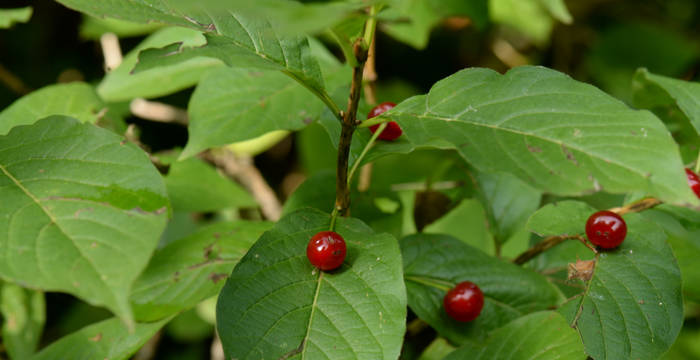 Alpen-Heckenkirsche (Lonicera alpigena) © feldbotanik.ch wolfgang bischoff.ch-wolfgang_bischoff