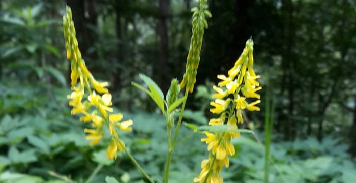 Gelber Steinklee (Melilotus officinalis) © Pro Natura Schaffhausen
