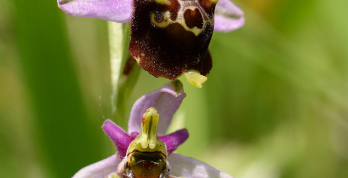Hummel-Ragwurz (Ophrys holosericea) © feldbotanik.ch wolfgang bischoff.ch-wolfgang_bischoff