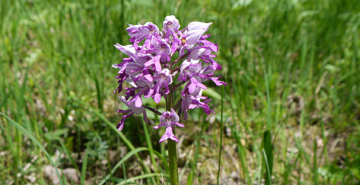 Helm-Knabenkraut (Orchis militaris)