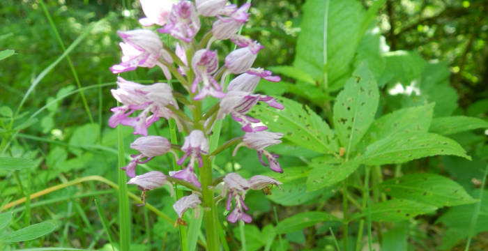 Helm-Knabenkraut (Orchis militaris)