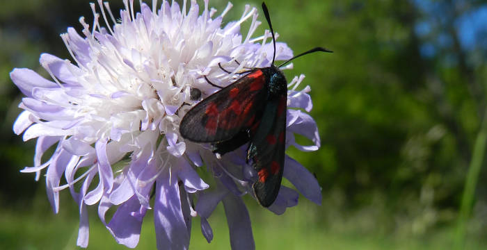 Platterbsen-Widderchen (Zygaena osterodensis)