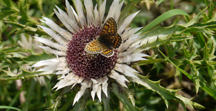 Westlicher Scheckenfalter (Melitaea parthenoides) auf Silberdistel (Carlina acaulis)