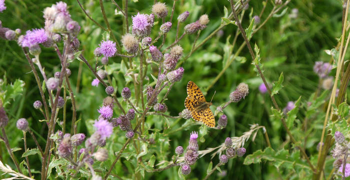 Acker-Kratzdisteln (Cirsium arvense) mit Magerrasen-Perlmutterfalter (Boloria dia)