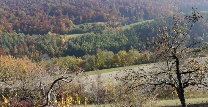 Wildapfelbaum © Peter Braig