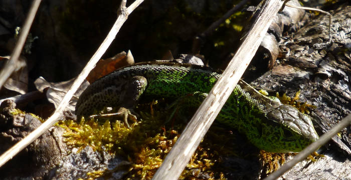 Zauneidechse (Lacerta agilis) © Pro Natura Schaffhausen