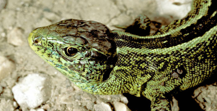 Zauneidechse, Lacerta agilis, Männchen_cr_Egon_Knapp