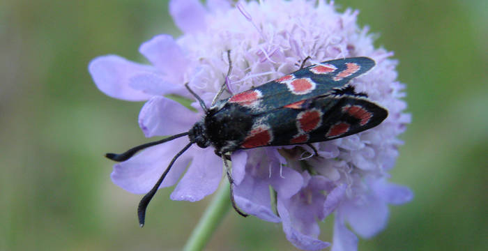 Esparsetten-Widderchen (Zygaena Carniolica) auf Acker-Witwenblume (Knautia arvensis)