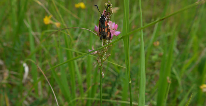 Beilfleck-Rotwidderchen (Zygaena loti) auf einer Saat-Esparsette (Onobrychis viciifolia)