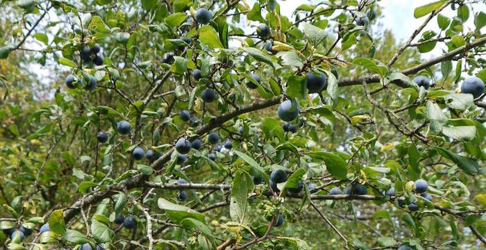 Blaue Ziparte; Wildpflaume (Prunus domestica ssp.prisca) © Peter Braig