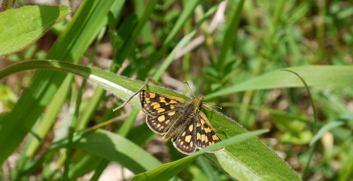 Gelbwürfliger Dickkopffalter (Carterocephalus palaemon)