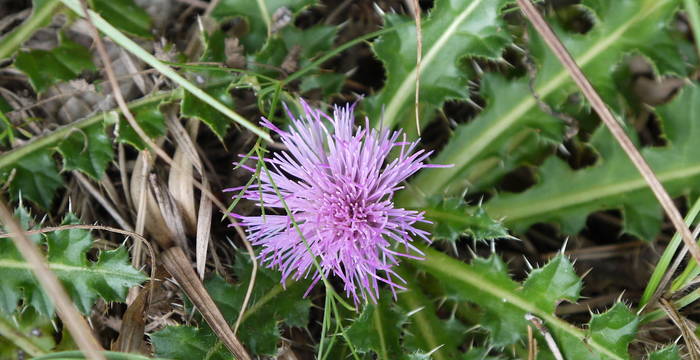 Stängellose Kratzdistel (Cirsium acaule)