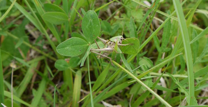 Warzenbeisser-Heuschrecke (Decticus verrucivorus) © Peter Braig