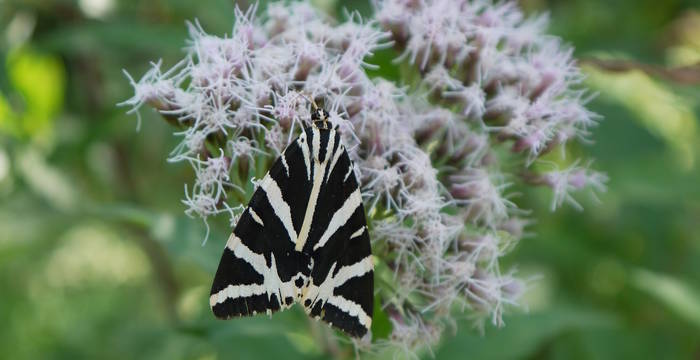 Russischer Bär (Euplagia quadripunctata) auf Wasserdost (Eupatorium cannabinum)