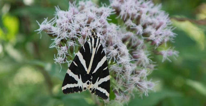 Russischer Bär (Euplagia quadripunctata) auf Wasserdost (Eupatorium cannabinum) © Peter Braig