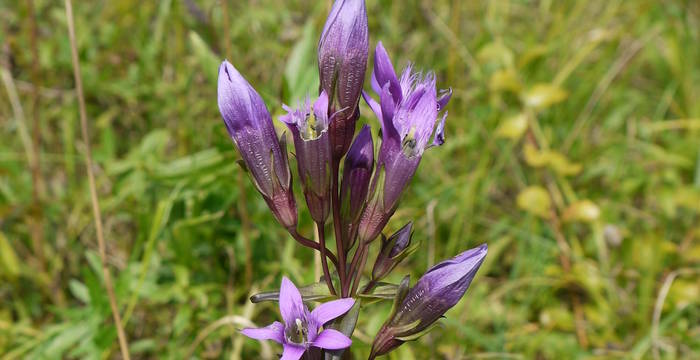 Deutscher Enzian (Gentiana germanica)