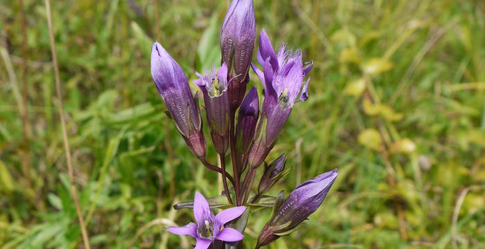 Deutscher Enzian (Gentiana germanica) © Peter Braig
